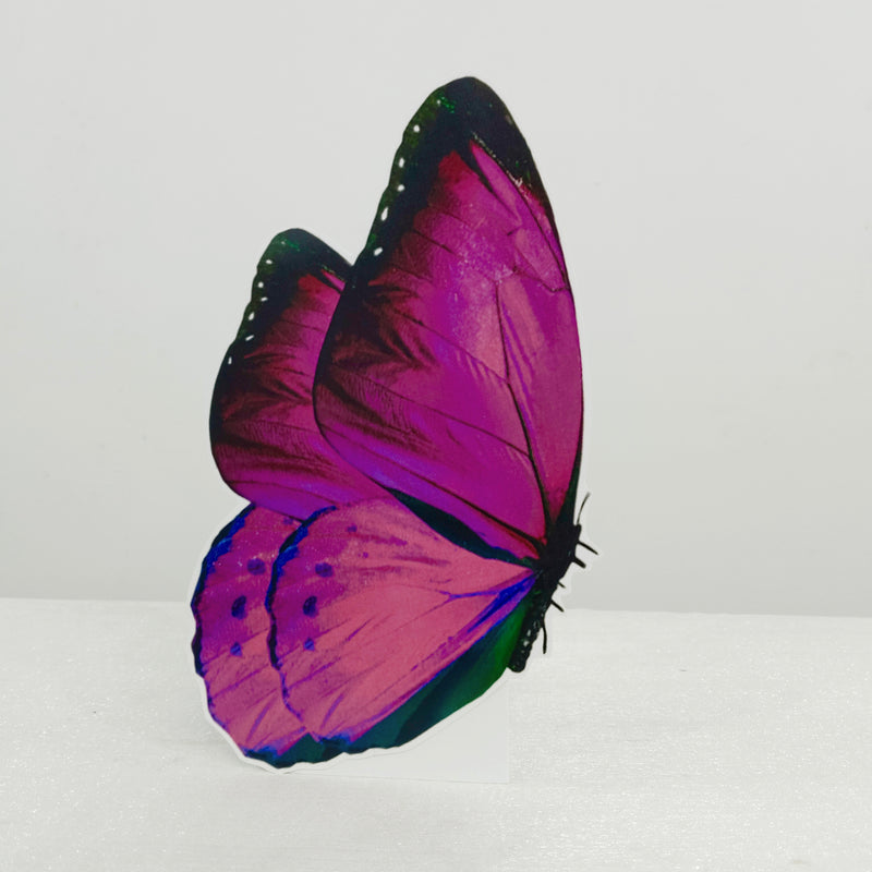 Butterfly 2